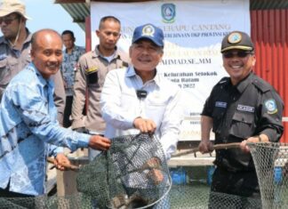 Taba Iskandar Wakili Gubernur Ansar Panen Ikan Kerapu Cantang di Pulau Akar