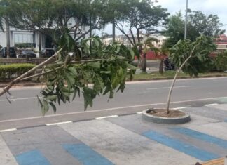 Tanaman di Pedestrian Batam Center Rusak, BP Batam Ajak Masyarakat Menjaga Fasilitas Umum