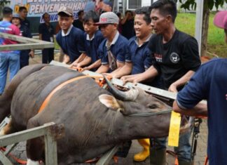 BP Batam Salurkan 33 Hewan Kurban